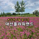 김해코스모스센터 | 경남 창원 가볼만한곳 대산플라워랜드 마을버스 1번 배차시간