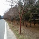 발전소삼거리 Daum카페