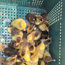 머스코비＜기러기＞분양합니다. 마리당5000원＜일괄시＞ 이미지