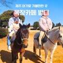 성산목장 | 제주 성산 목장카페 밭디 아기랑 승마체험 후기