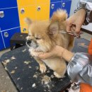 베스트강북애견미용학원