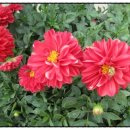 아시안 당구장 이미지