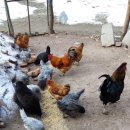 꿈의농장 이미지