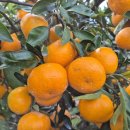 녹산2농장 이미지