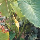 행운농장 이미지