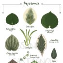 페페로미아 이미지