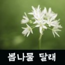 대표적인 봄나물 - 달래의 효능 이미지