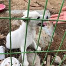12/2 Middle school students rescue dog from meat trade 이미지