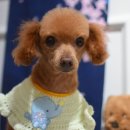 브라운 펫살롱 이미지