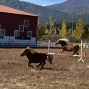 고제초등학교 이미지