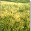 보리&보리 이미지