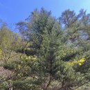 야생화답사 | [교육] 산림교육원 나무식별교육 수료 후기