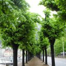 강남농약 이미지