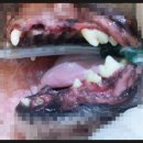 행담 동물병원 이미지