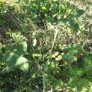 크로바2태양광발전소 이미지