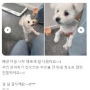 댕글 몽글 네이버블로그