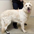 DOG IS 이미지