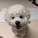 강아지배변패드 강아지배변판 누기패드 사용 후기