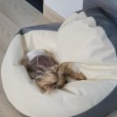 펫라밸 | 대형견 OK!! 오직 한 팀만 머무는 대부도 힐링 독채 애견 동반 펜션 : 멍라밸