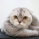 묘신사 그루밍 이미지