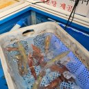 시장(바다수산) | 서귀포 올레시장 회포장 명소 가성비 좋은 바다수산 모듬회 포장 리얼후기
