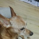 못샘