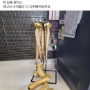 닭다라닭닭
