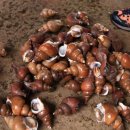 사오정숯불가든 이미지