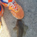 원투 피시 이미지