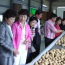 개진감자영농조합법인 이미지