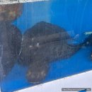 거북이 횟집 | 묵호 곰치국 맛집 찐맛집이었던 거북이횟집곰치국