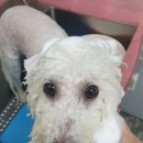 슈가독살롱 이미지