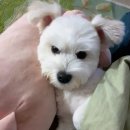 또리네 멍멍이 미용실 이미지