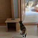 개복당 | 꾸룽이 고양이 이물질 삼킴으로 개복수술 한 후기