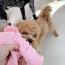 애견호텔 몽몽 이미지