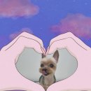 빵실하개 이미지