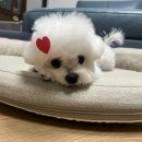 마미펫살롱 이미지