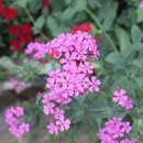 분홍자주색 끈끈이대나물꽃씨랑 패랭이꽃씨(혼합) 꽃씨 10분께 이미지