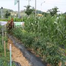 요한이네농장 이미지