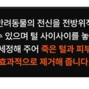 멍멍하개 이미지