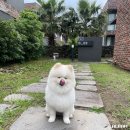 공감하우스 | [제주 강아지 동반여행] 제주 동쪽 성산 반려동물 애견 독채 마당 타운하우스 펜션 라움하우스
