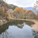 하동편백자연휴양림 이미지