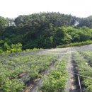 용신농장 이미지