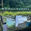 별장상회 | 강원도 고성 여행 가볼만한곳 화진포소나무숲산림욕장 김일성별장 화진포해수욕장 코스