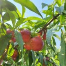 신비농장 이미지