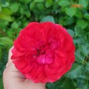 로젠하임 이미지