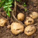 서산농협 팔봉지점 이미지