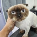 아꼬운몽 이미지