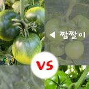 맛쟁이토마토 이미지