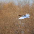 우포 따오기 구조 치료센터 이미지